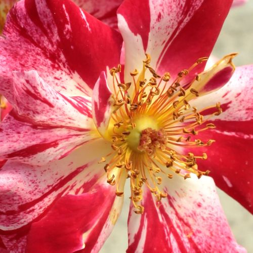 Online rózsa rendelés - Vörös - Fehér - climber, futó rózsa - diszkrét illatú rózsa - Rosa Fourth of July™ - Tom Carruth - Különleges, csíkos virágú futórózsa.